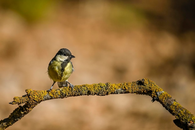 Parus major or common chickadee is a species of passerine bird of the family of the titmouse