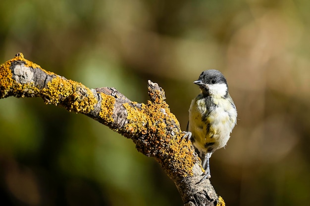 Parus major or common chickadee is a species of passerine bird of the family of the titmouse