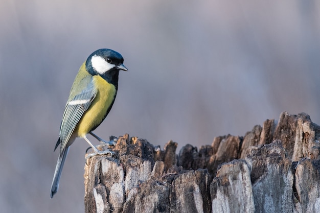 Parus major. Great tit sitting on a stump.