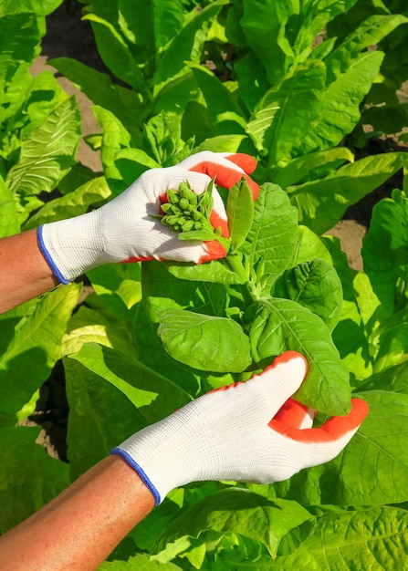 pasching tobacco on a tobacco farm. woman removes side shoots on tobacco bush