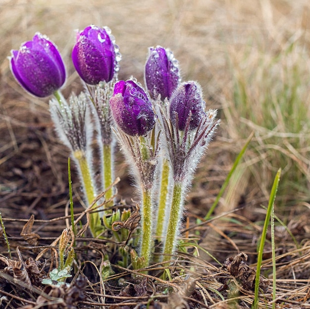 Pasque flowers Pulsatilla grandis with drops of water beautiful spring flower