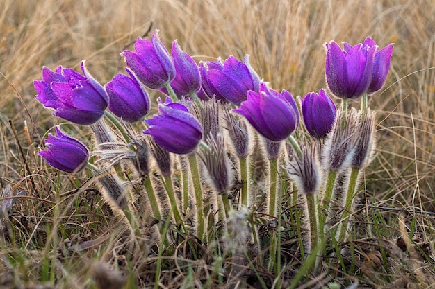 Pasque flowers Pulsatilla grandis with drops of water beautiful spring flower