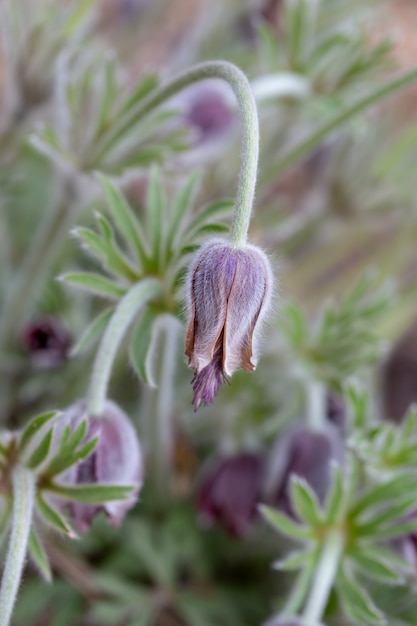 pasqueflower in a field