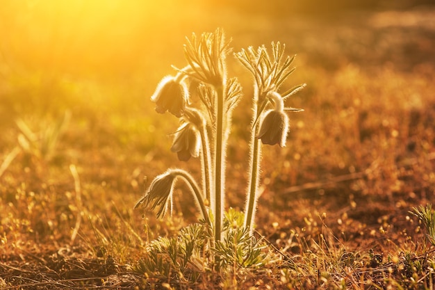 Pasqueflower in nature