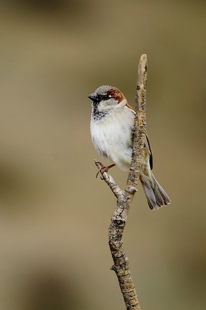 Passer domesticus - The house sparrow is a species of passerine bird in the Passeridae family. 