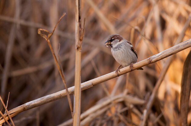 Passer domesticus - The house sparrow is a species of passerine bird in the Passeridae family. 