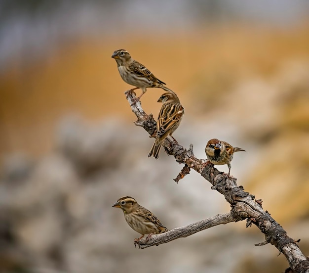 Passer hispaniolensis The Moorish sparrow is a species of passerine bird in the Passeridae family