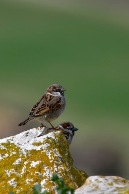 Photo passer hispaniolensis - the moorish sparrow is a species of passerine bird in the passeridae family 