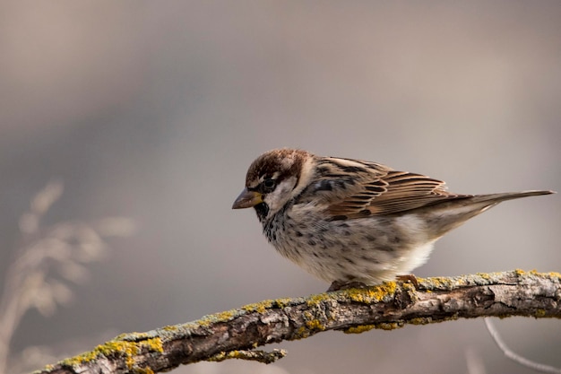 Photo passer hispaniolensis - the moorish sparrow is a species of passerine bird in the passeridae family