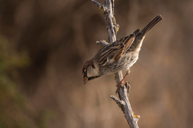 Passer hispaniolensis - The Moorish sparrow is a species of passerine bird in the Passeridae family 