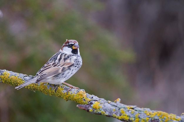 Passer hispaniolensis - The Moorish sparrow is a species of passerine bird in the Passeridae family 