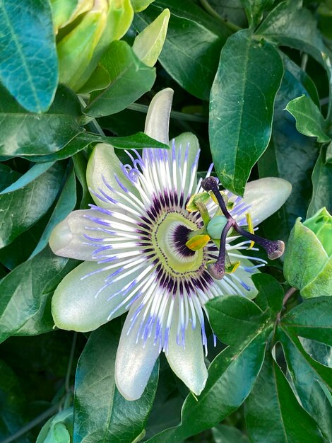 Photo passiflora caerulea passiflora caerulea