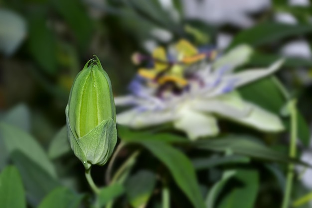 Passiflora flower and bud blooming beautiful flower