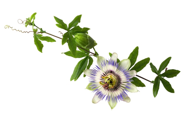 Passiflora passionflower with bud isolated on white background Big beautiful flower A branch of creepers with a bud