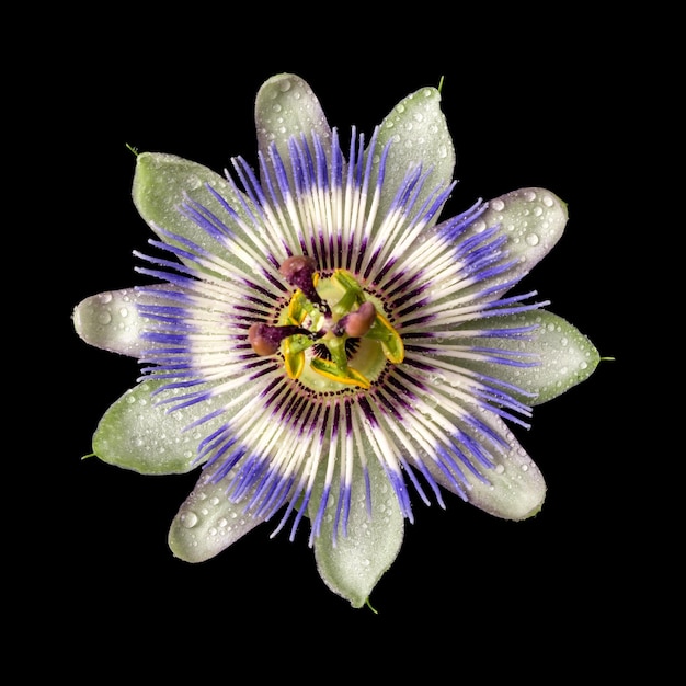 Photo passiflora passionflower with water drops isolated on black background big beautiful flower