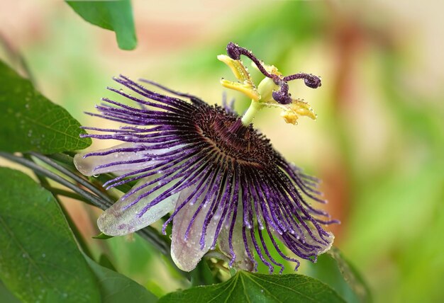 Passiflora Violetta Big bright passionflower with water drops