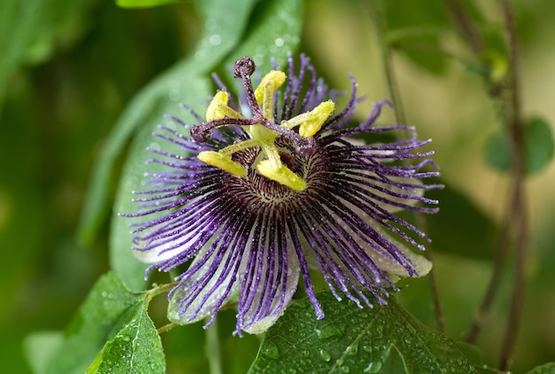 Passiflora Violetta. Big bright passionflower with water drops