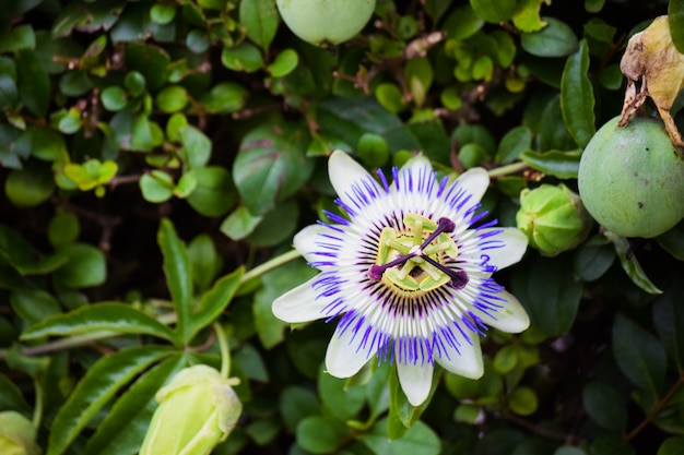 Photo passion flower in a climbing plant background. summer flowers in bloom.