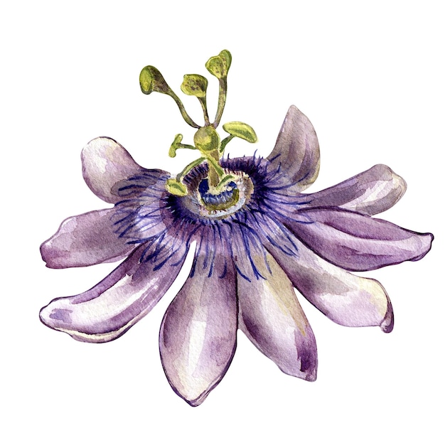 Passion flower watercolor illustration isolated on white background