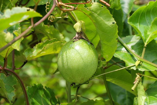 Passion fruit farm, lots of raw and fresh passion fruit on the tree