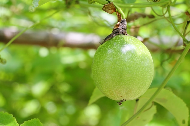 Passion fruit farm, lots of raw and fresh passion fruit on the tree