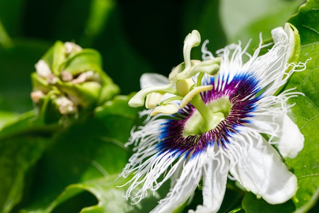 Passion fruit flower Closeup imagin