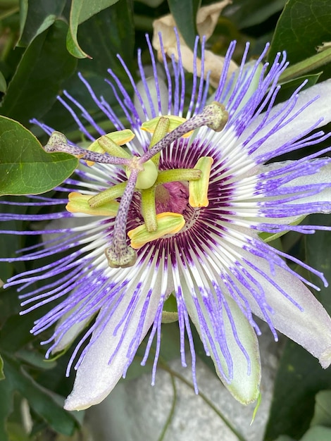 Photo passion fruit flower passiflora caerulea