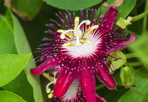 Photo passion fruit flower