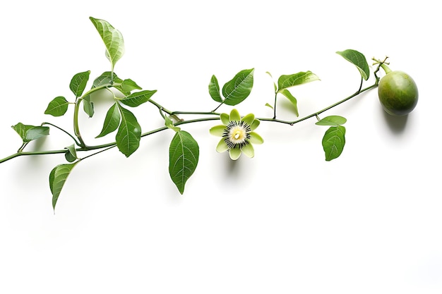 Passion Fruit Vine with Flower and Fruit