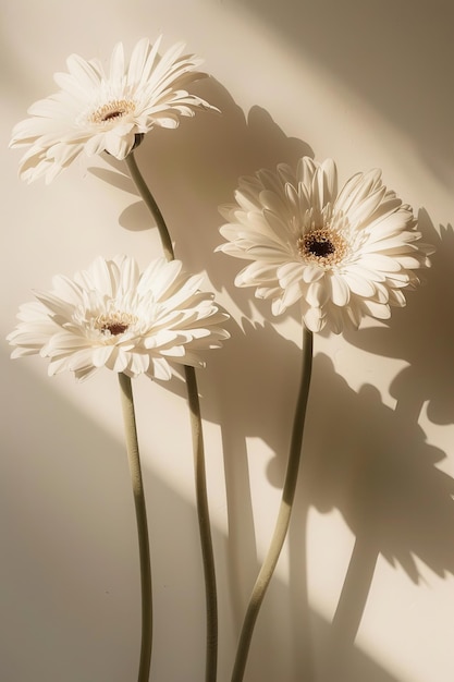 Photo the pastel peachy gerbera flowers are accented by the aesthetic sunlight shadows against a neutral white background this is a minimal yet stylish still life composition with plenty of room for copy