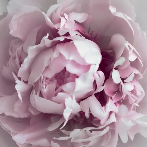 Pastel peony flowers in bloom  background Blur focus