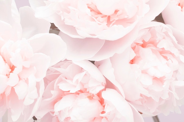 Pastel peony flowers in bloom  background, wedding decor.