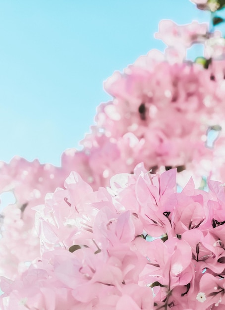 Pastel pink blooming flowers and blue sky in a dream garden floral background