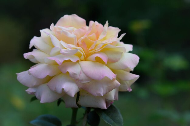 Pastel pink rose flower in the garden