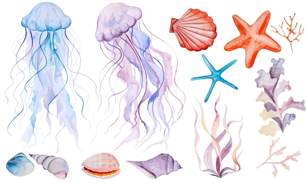 Pastel Watercolor jellyfishes seashells seaweeds and starfish isolated wedding Illustration clipart