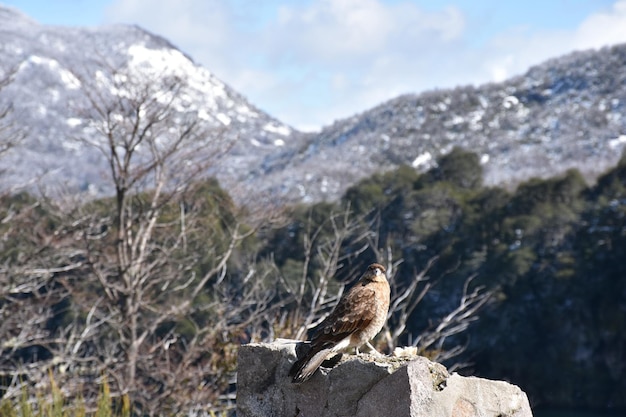 Patagonia Argentina