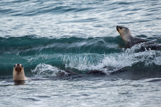 Patagonian sea lion on the beach