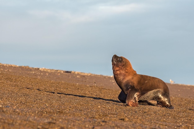 Patagonian sea lion on the beach