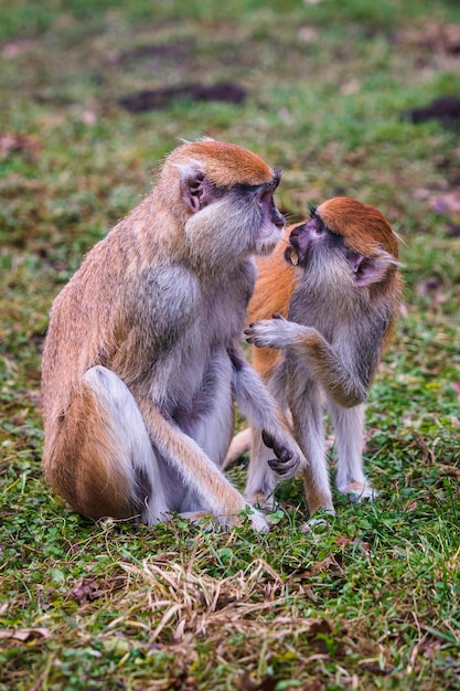 Patas monkey also known hussar monkey Erythrocebus patas