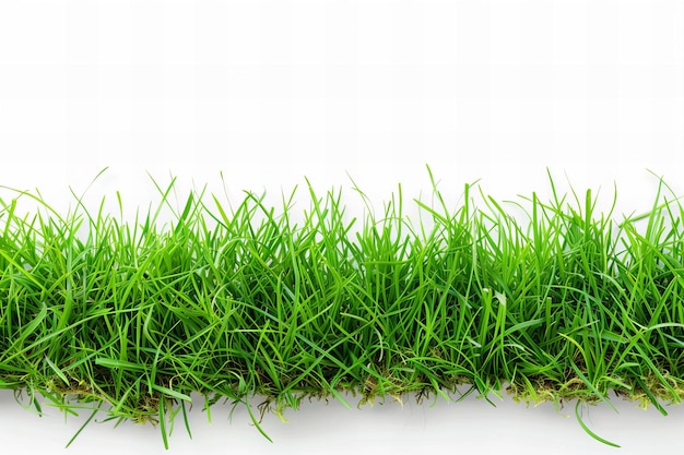 a patch of grass with the word green on it