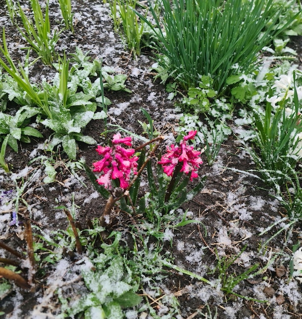 A patch of snow is on the ground with some pink flowers.