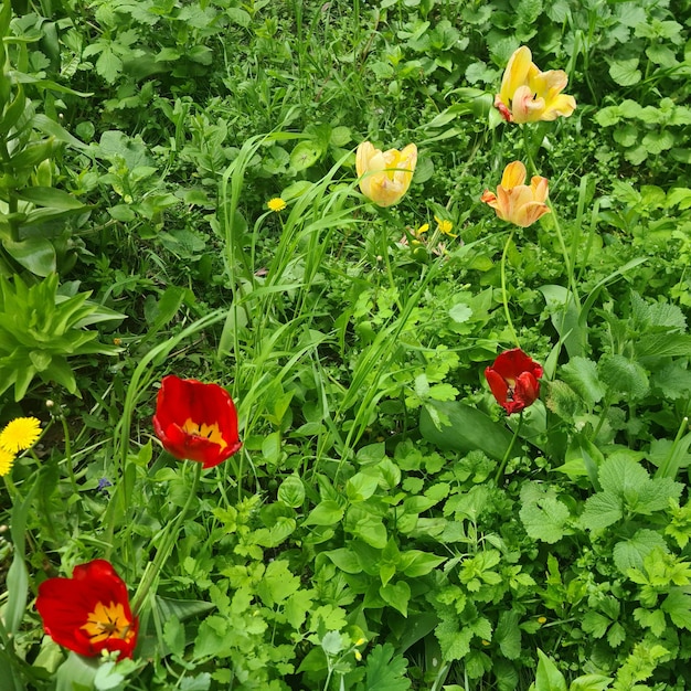 A patch of tulips is in the grass and the yellow one is red.