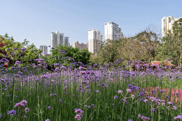 Patches of purple Verbena bloomed