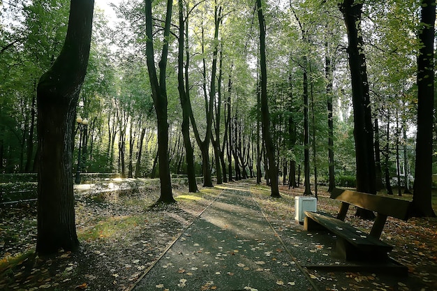 path autumn park / autumn landscape, yellow park in autumn trees and leaves, a beautiful sunny day in the city park. the fall