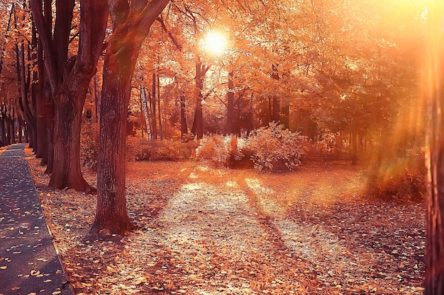 path autumn park / autumn landscape, yellow park in autumn trees and leaves, a beautiful sunny day in the city park. the fall