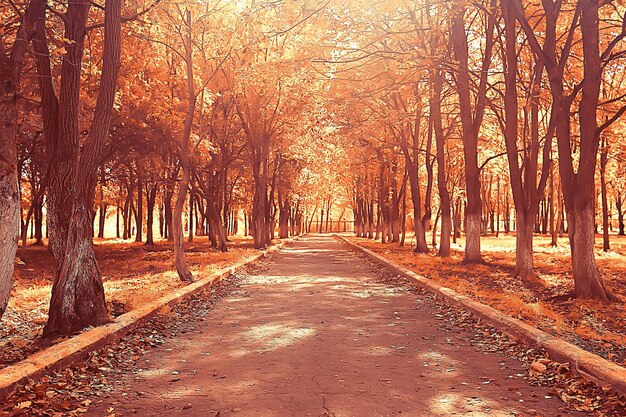 path autumn park / autumn landscape, yellow park in autumn trees and leaves, a beautiful sunny day in the city park. the fall