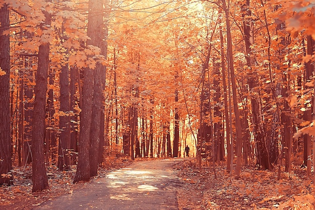 path autumn park / autumn landscape, yellow park in autumn trees and leaves, a beautiful sunny day in the city park. the fall