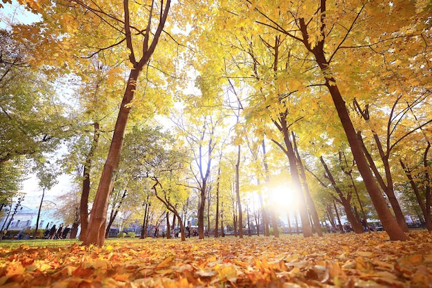 path in the autumn park sunny landscape wallpaper fall abstract