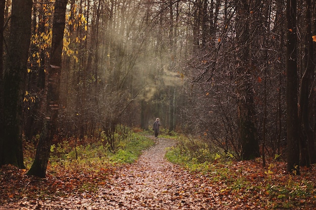 A path covered with fallen leaves goes into the distance into the autumn forest with foggy haze, a girl walks along it.