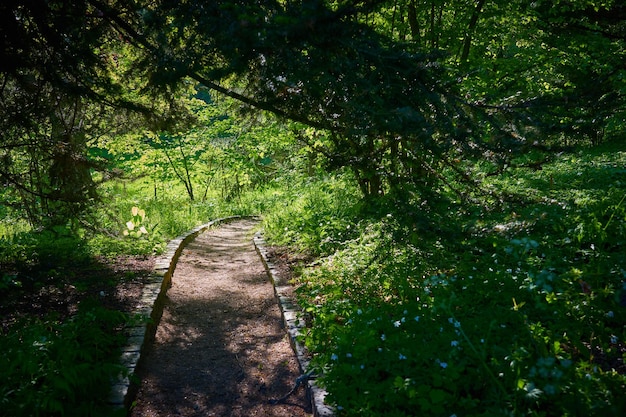 Path among dense green vegetation